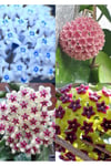 4 renk mum çiçeği (mavi-beyaz, bordo-sarı, pembe, kırmızı-beyaz