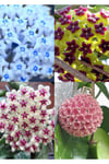 4 renk mum çiçeği (mavi-beyaz, bordo-sarı, pembe, kırmızı-beyaz