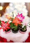 5 adet Yılbaşı Çiçeği Kaktüsü (Schlumbergera)