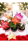 5 adet Yılbaşı Çiçeği Kaktüsü (Schlumbergera)