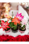 5 adet Yılbaşı Çiçeği Kaktüsü (Schlumbergera)