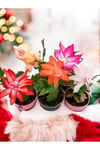5 adet Yılbaşı Çiçeği Kaktüsü (Schlumbergera)