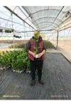 50 cm Dev Yapraklı Sterliçe (Strelitzia) – Tropikal Salon Bitkisi