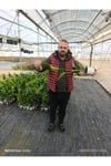 50 cm Dev Yapraklı Sterliçe (Strelitzia) – Tropikal Salon Bitkisi