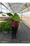 50 cm Dev Yapraklı Sterliçe (Strelitzia) – Tropikal Salon Bitkisi