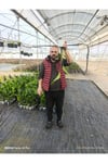 50 cm Dev Yapraklı Sterliçe (Strelitzia) – Tropikal Salon Bitkisi