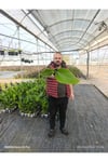 50 cm Dev Yapraklı Sterliçe (Strelitzia) – Tropikal Salon Bitkisi