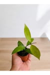 6 adet mum çiçeği fidanı 6 ayrı renkte