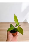 6 adet mum çiçeği fidanı 6 ayrı renkte