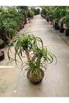 60 cm Beaucarnea Guatemalensis Bitkisi
