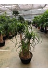 60 cm Beaucarnea Guatemalensis Bitkisi