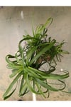 60 cm Beaucarnea Guatemalensis Bitkisi