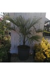 Ağacı (chamaerops Excelsa)