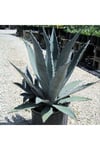 Agave americana (20 lt)