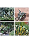 Agave Americana Fidesi Kampanya