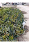 Agave Americana Variegata - Alacalı Büyük Boy Sabır Otu - Tropikal Dekoratif Bahçe ve Salon Bitkisi