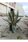 Agave Americana Variegata - Alacalı Büyük Boy Sabır Otu - Tropikal Dekoratif Bahçe ve Salon Bitkisi