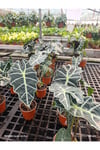 Alocasia Polly - Gösterişli Afrika Maskesi Bitkisi, Egzotik Salon Çiçeği