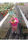 Alocasia Polly - Gösterişli Afrika Maskesi Bitkisi, Egzotik Salon Çiçeği