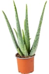 Aloe Vera Kullanılmaya Hazır Jel Çıkarılabilir