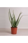 Aloe Vera Kullanılmaya Hazır Jel Çıkarılabilir