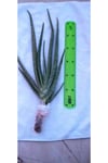 Aloevera Fidanı (boy 25-30 Cm)