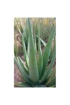 Aloevera Fidanı (boy 25-30 Cm)