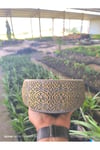 Altın desen beton bonsai aranjman ve Orkide saksısı