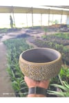 Altın desen beton bonsai aranjman ve Orkide saksısı