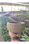 Altın desen beton bonsai aranjman ve Orkide saksısı