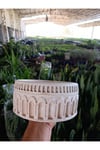 Antik Beyaz Kemerli Roma Tarzı Saksı 21*10 cm ve Para Çiçeği