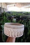 Antik Beyaz Kemerli Roma Tarzı Saksı 21*10 cm ve Para Çiçeği