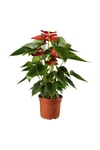 Antoryum Çiçeği Filamingo Çiçeği Anthurium Red Winner Ev Bitkisi Ofis Bitkisi Salon Bitkisi