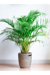 Areka Palmiyesi 100 Cm (areca) Iç Mekan