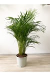 Areka Palmiyesi 110-120 Cm