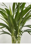 Areka Palmiyesi 170-180 Cm 2 Adet - Hediyelik Salon Ofis Bitkisi