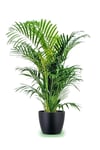 Areka Palmiyesi 170-180 Cm 2 Adet - Hediyelik Salon Ofis Bitkisi