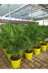 Areka Palmiyesi (60-80 Cm)