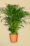 Areka Palmiyesi - 80 90 cm