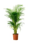 Areka Palmiyesi 90 -100 Cm