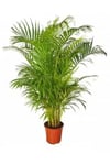 Areka Palmiyesi (areca)