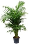 Areka Palmiyesi Areca Lutescens 140 - 150 Cm