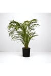 AREKA PALMİYESİ (Dypsis Lutescens) (130-150cm)