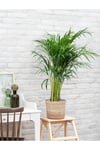Areka Palmiyesi Ithal 60-80 Cm