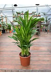 Areka Palmiyesi Ithal 60-80 Cm