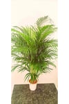 AREKA PALMİYESİ İTHAL HOLLANDA ÜRETİMİ SALON BİTKİSİ 170 CM