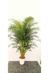 AREKA PALMİYESİ İTHAL HOLLANDA ÜRETİMİ SALON BİTKİSİ 170 CM