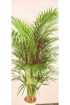 AREKA PALMİYESİ İTHAL HOLLANDA ÜRETİMİ SALON BİTKİSİ 170 CM