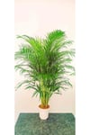 AREKA PALMİYESİ İTHAL HOLLANDA ÜRETİMİ SALON BİTKİSİ 170 CM