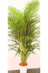 AREKA PALMİYESİ İTHAL HOLLANDA ÜRETİMİ SALON BİTKİSİ 170 CM